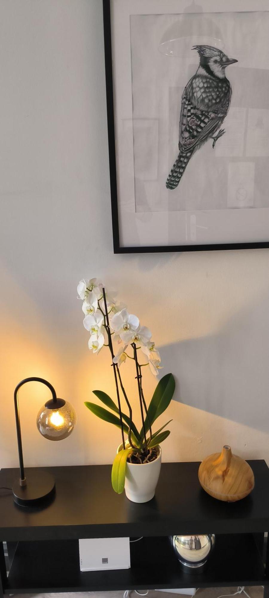 Appartement Sous Les Remparts Carcassonne Dış mekan fotoğraf